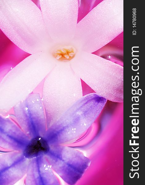 Blooms of hyacinth - Styled floral picture. Blooms of hyacinth - Styled floral picture