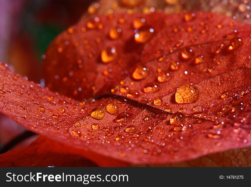 Water drops on a surface of a red petal.