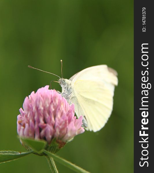 White butterfly feeding on pink flower