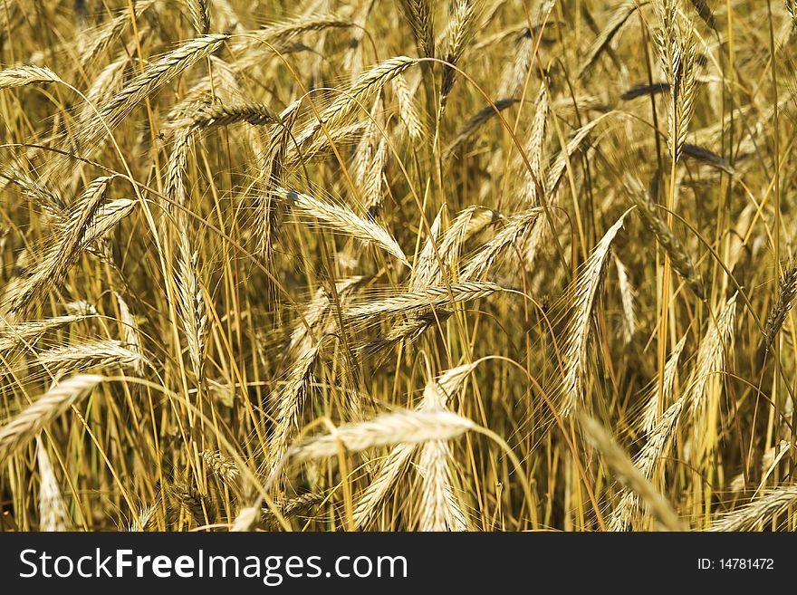 Field Of Wheat.