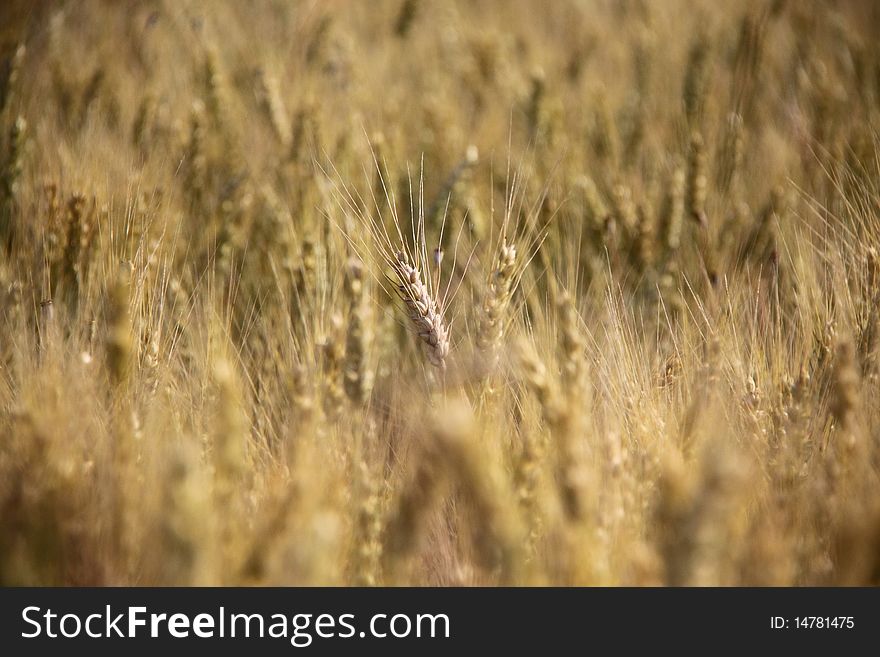 Wheat field lighted by summer sunlight