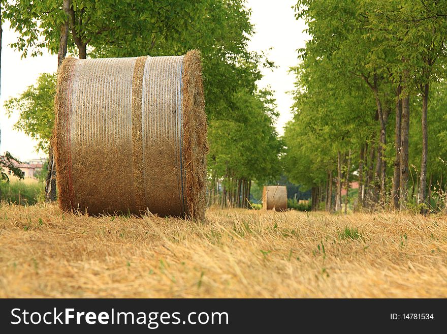 Hay bales, under some trees