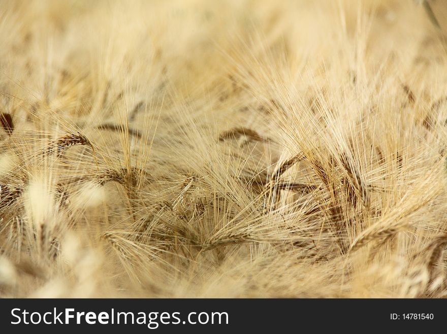 Wheat field lighted by summer sunlight