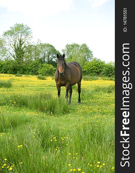 A horse standing in a summer meadow filled with buttercups and rich grass. A horse standing in a summer meadow filled with buttercups and rich grass.