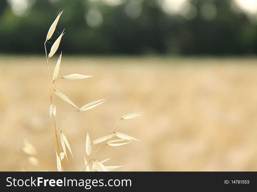 A single oat ear, lighted by summer sunlight, with the country in the background.