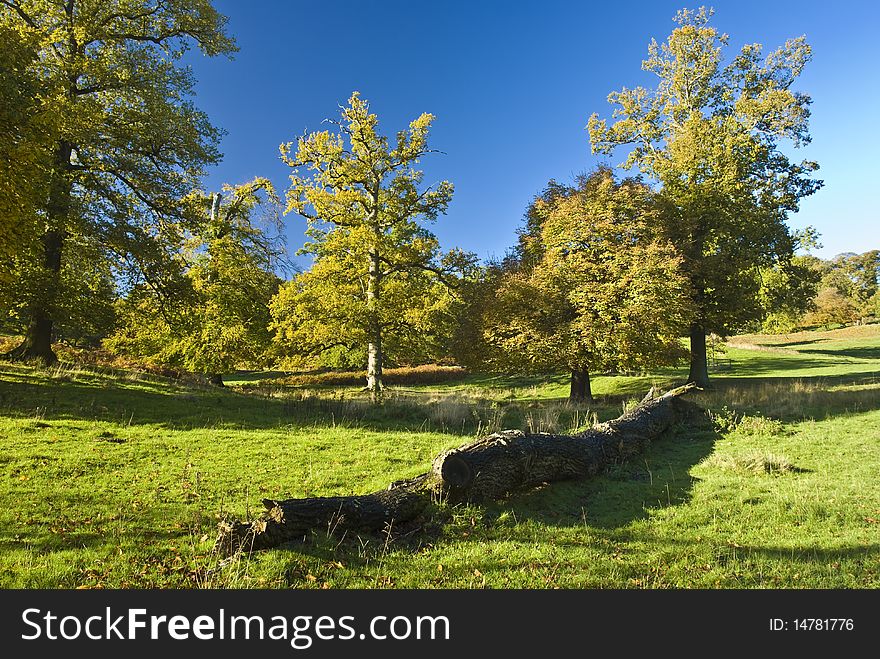 The English tree stand alone in the countryside