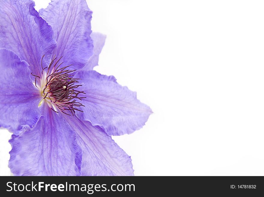 A blue clematis on a white background