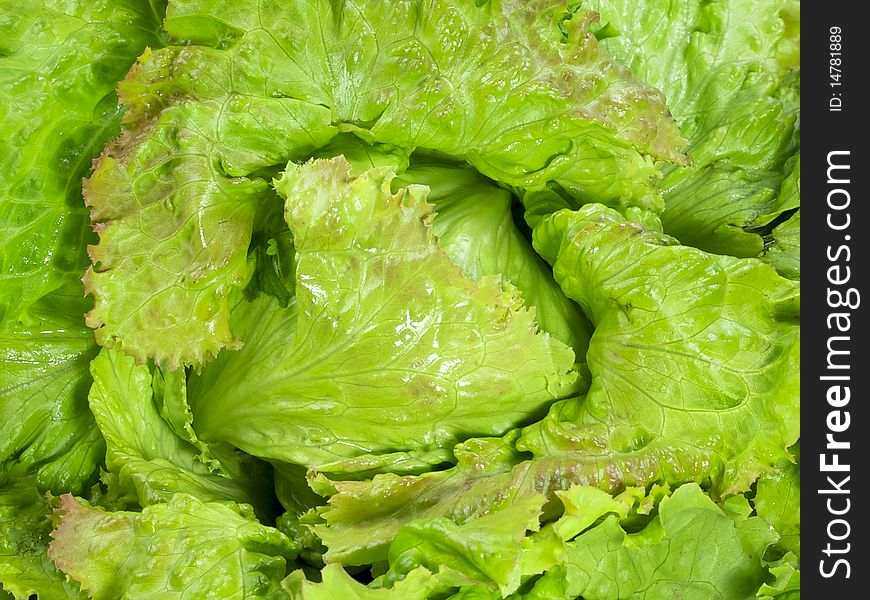 Lettuce can be used as background