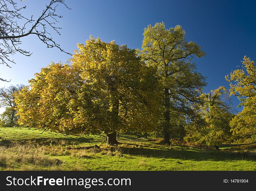 The English tree stand alone in the countryside