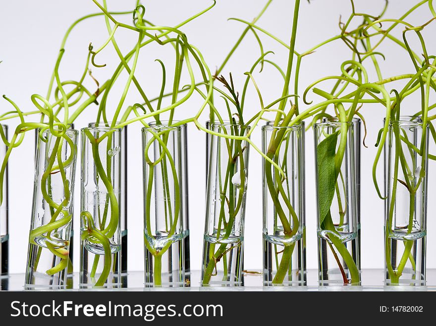 Test tubes with immersed strange plants. Test tubes with immersed strange plants