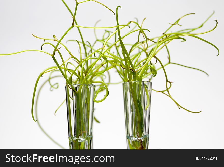 Small Strange Plants In Test Tubes