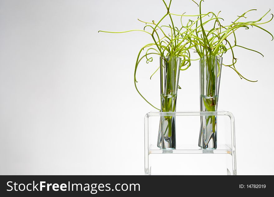 Rack Of Test Tubes With Small Plants