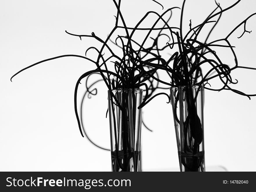 Silhouette of small plants in test tubes, converted to B&W