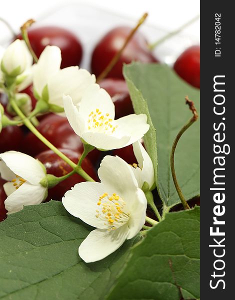 Heap of sweet cherries with fresh white flowers