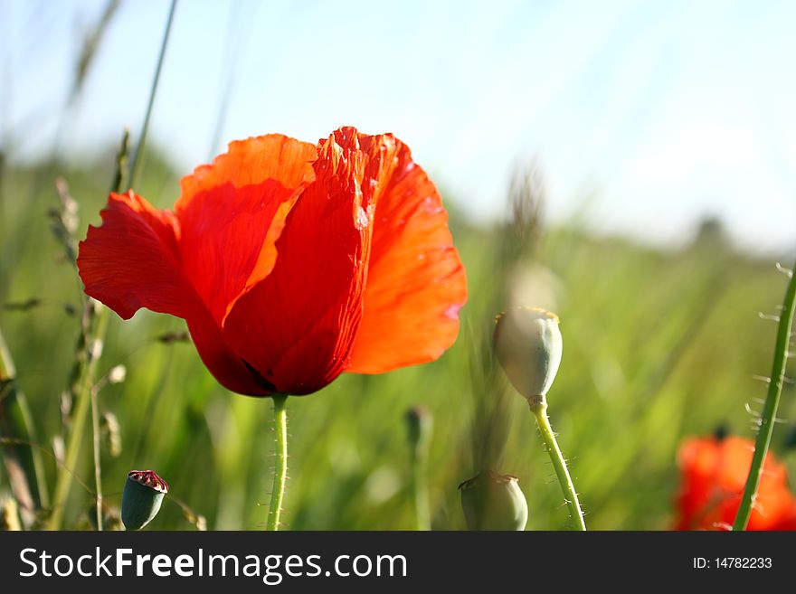 Red poppy in front of meadow and sky