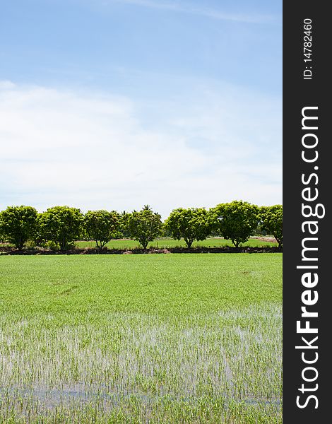 Tree and the field rice on the blue sky in the thailand