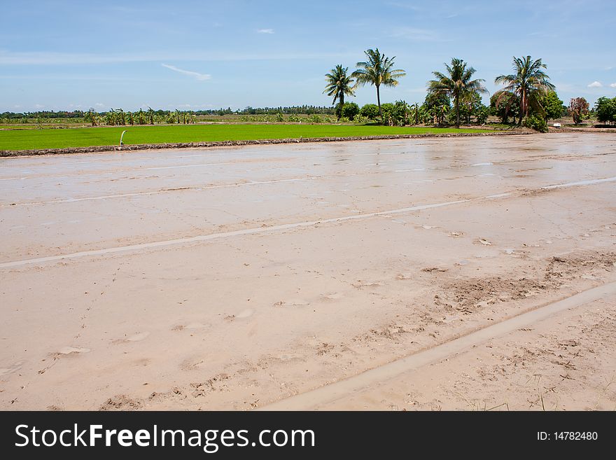 Before field rice,soil field rice and the green field rice.