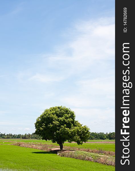 Tree and the field rice on the blue sky in the thailand