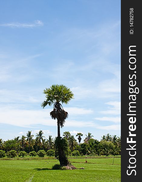 Tree in the field rice and the blue sky, field thailand. Tree in the field rice and the blue sky, field thailand