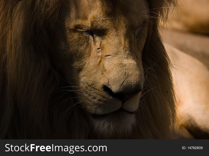 A lion with his eyes closed. An afternoon rest.