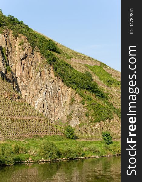 Big vineyards on the moselle
