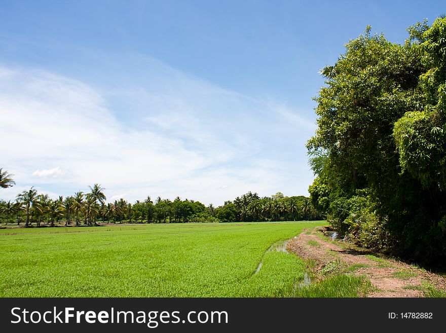 Field rice and the blue sky in the thailand. Field rice and the blue sky in the thailand.