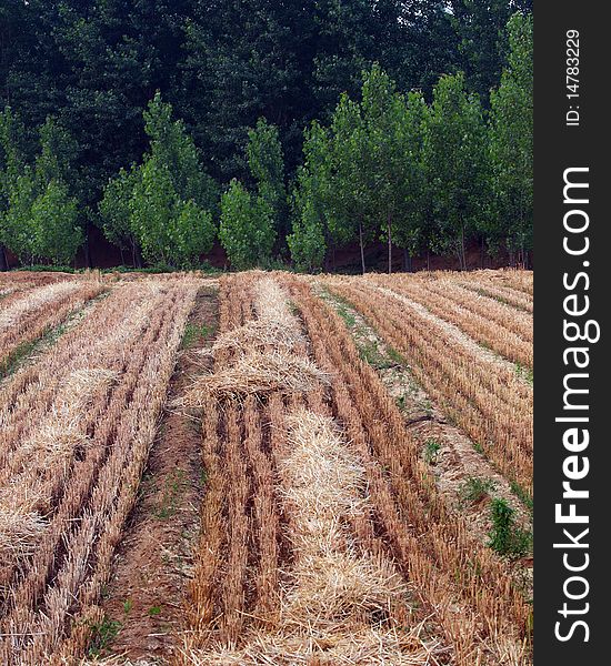 The wheat has been harvested. The wheat has been harvested.