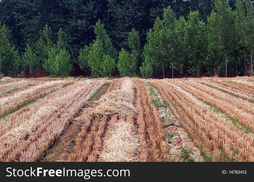 Wheat fields and poplar woods.