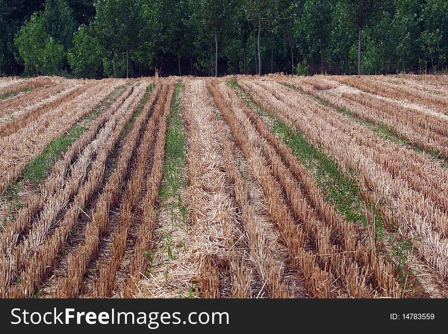 Wheat Fields