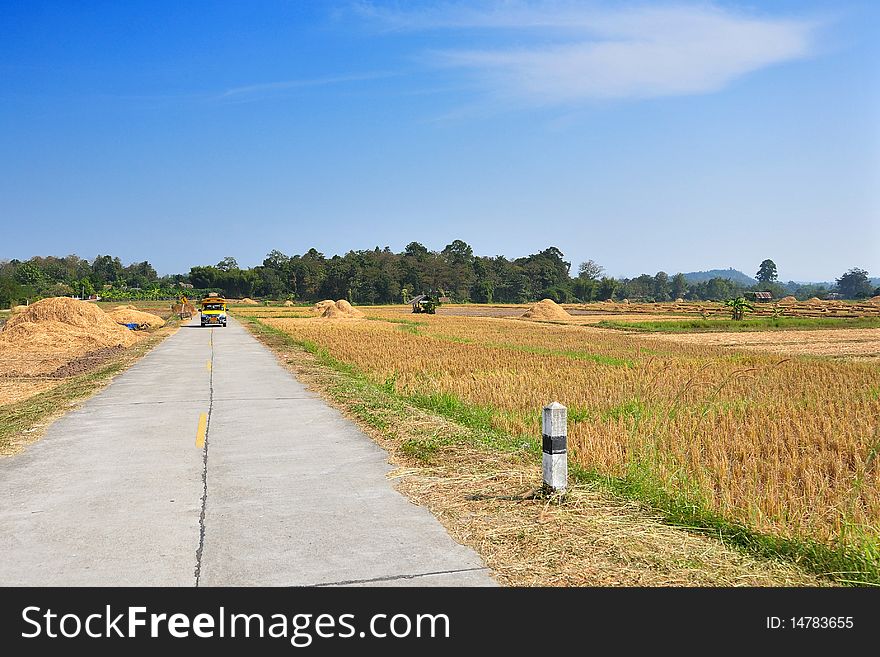 Road across rice fields after harvest