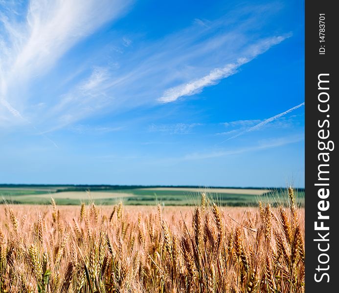 Wheat against the blue sky
