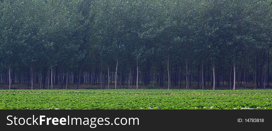 Peanut fields and poplar woods.