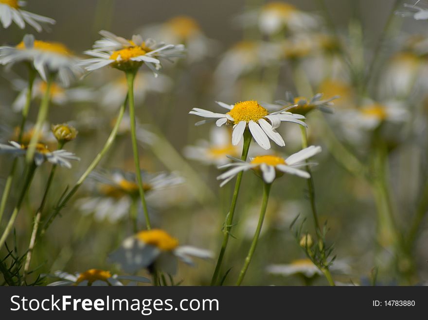 Picture of summer camomile field lit with sunlight. Picture of summer camomile field lit with sunlight