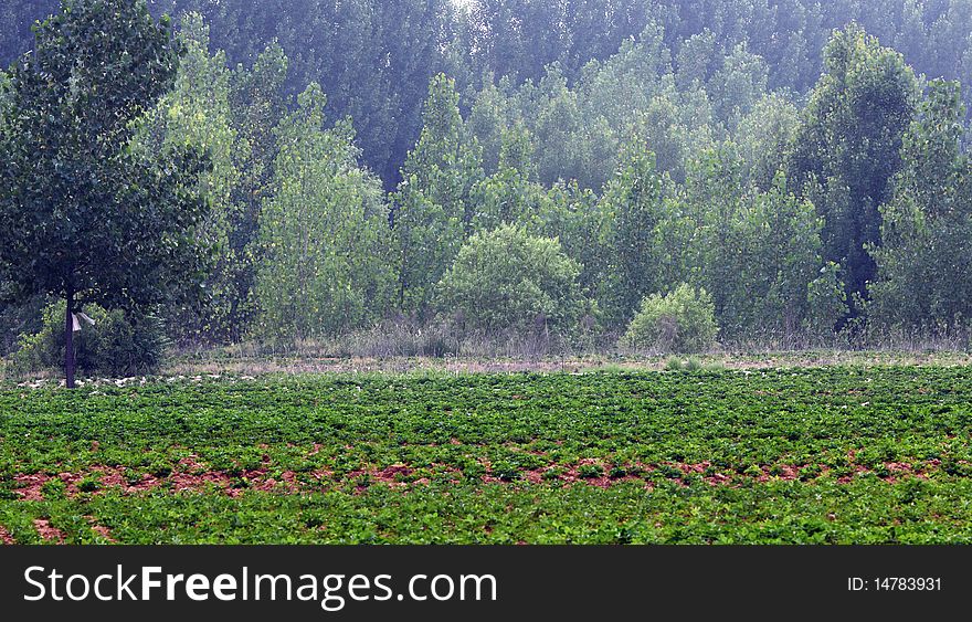 Peanut fields and  woods in summer. Peanut fields and  woods in summer.