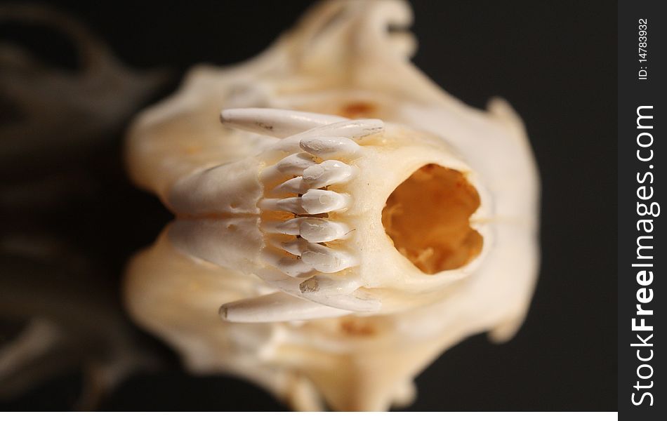 Closeup of a fox skull with detailed teeth.