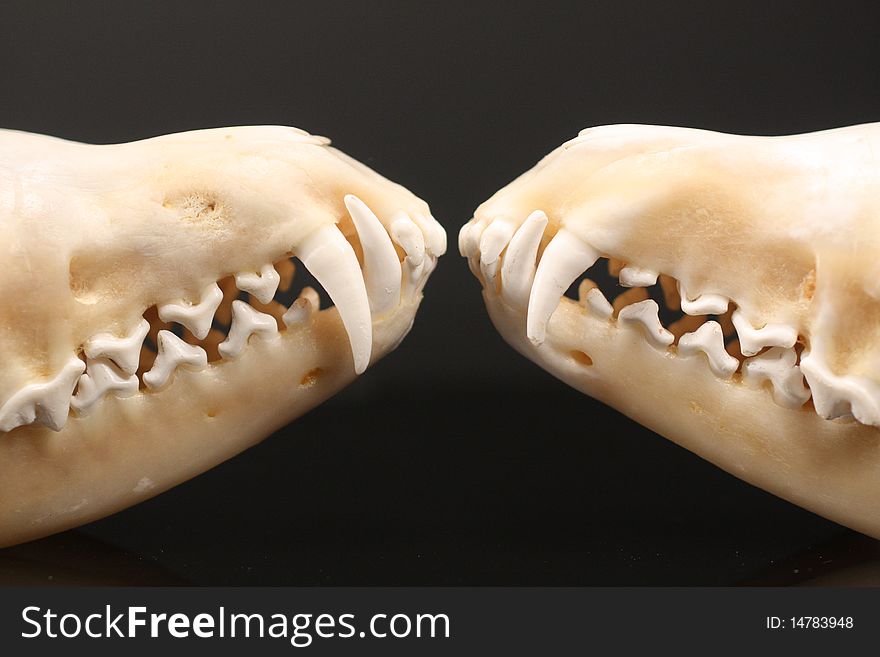 Closeup of a two fox skulls facing each other with detailed teeth.