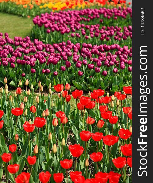 Colorful tulip field taken from South Korea. Colorful tulip field taken from South Korea