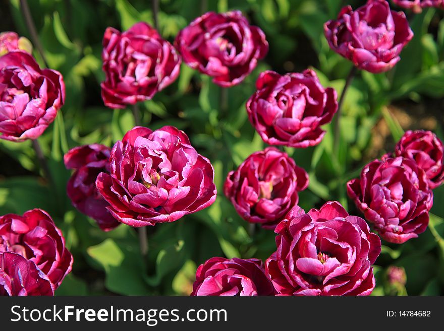 Tulip Garden