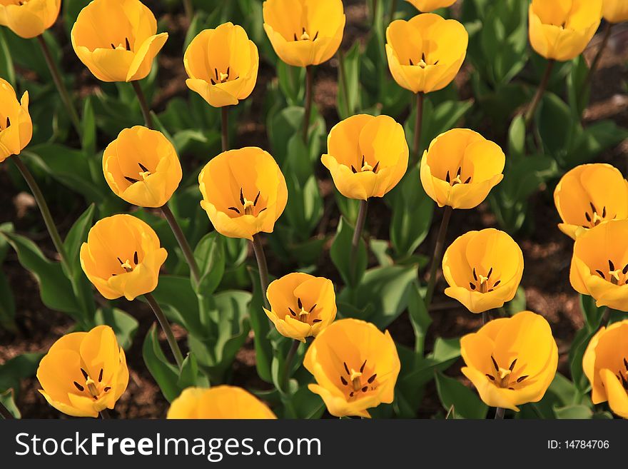 Colorful tulip field taken from South Korea. Colorful tulip field taken from South Korea