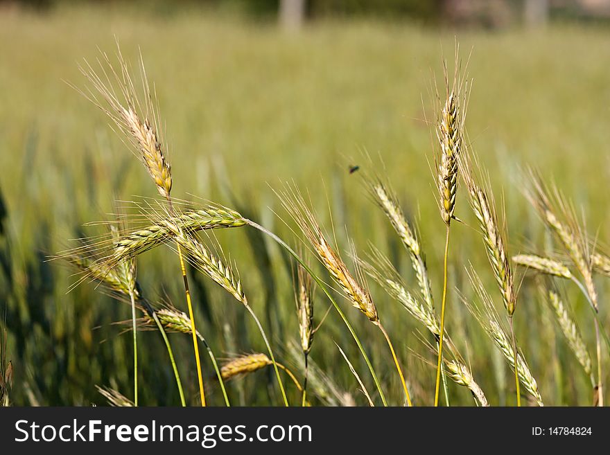 Cereal field with corn in the ear in the summer light