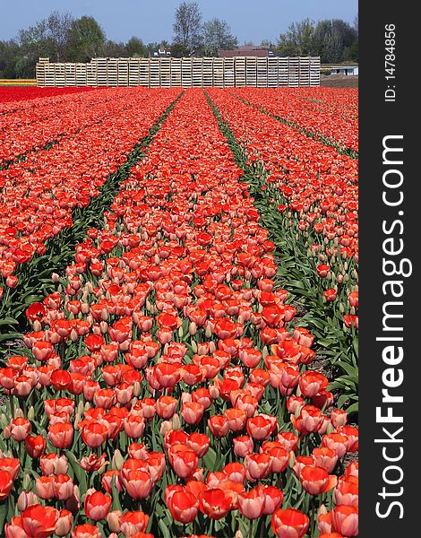 Tulip field in bloom with Stacks of empty flower / bulb crates in the background.