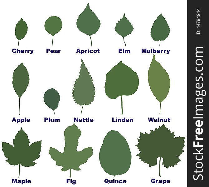 Leaves From Trees And Plants