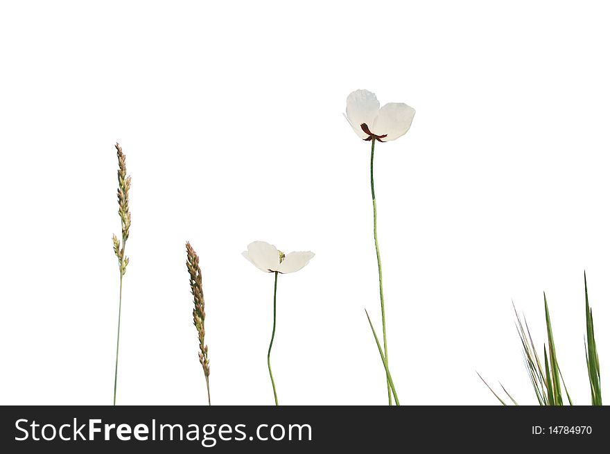 Beautiful white poppies, the symbol of peace, isolated on white