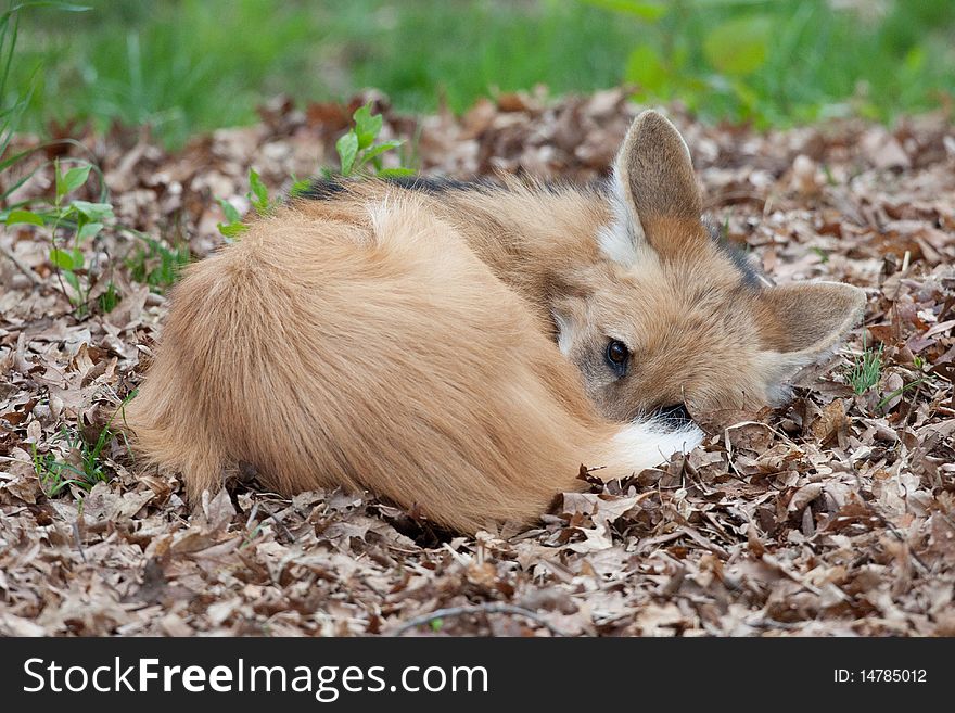 A Maned wolf curled up taking a nap in a pile of leaves. A Maned wolf curled up taking a nap in a pile of leaves