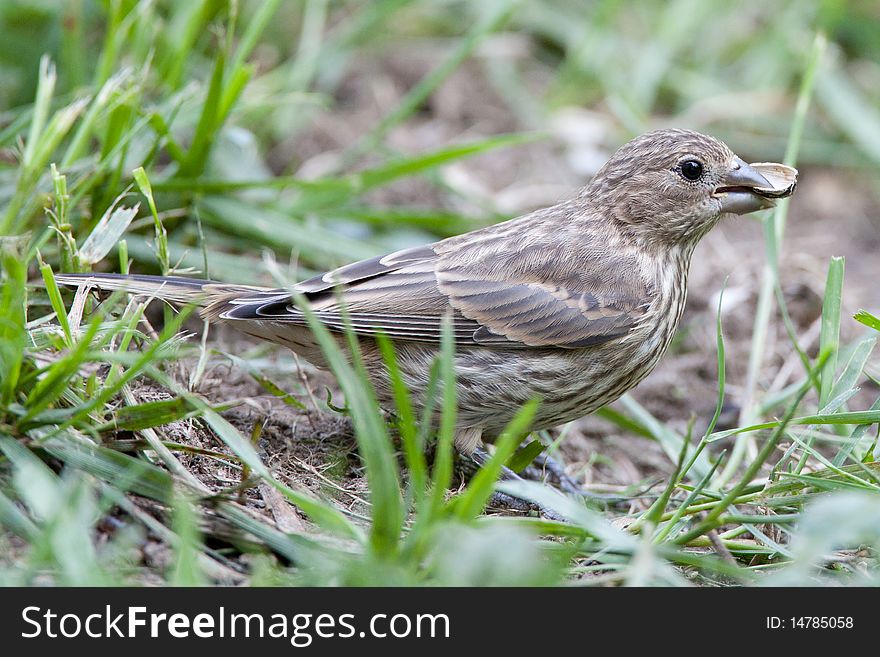 Female finch with seed