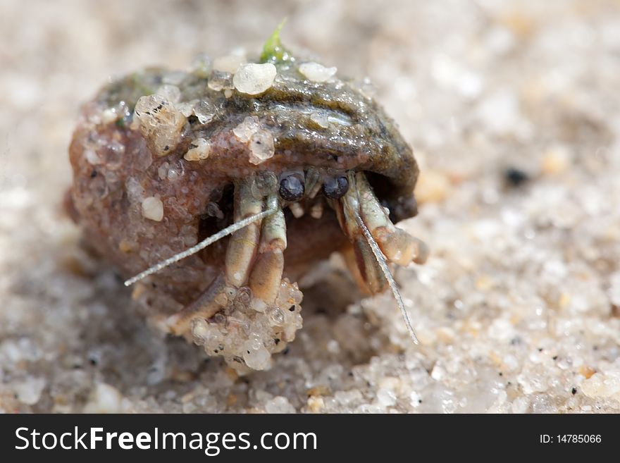 A close up of a hermit crab in the sand