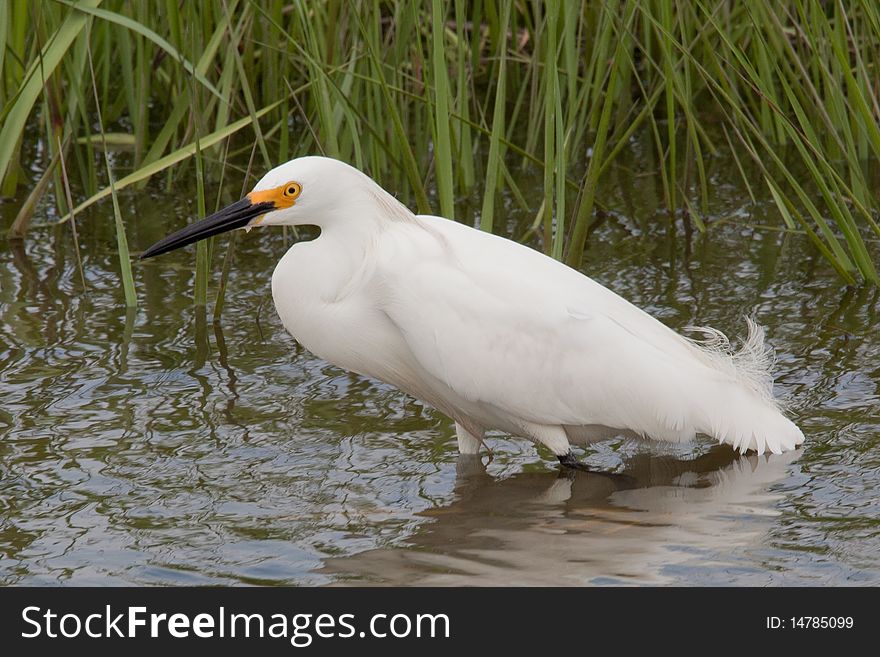 A Snowy egret wading in the water
