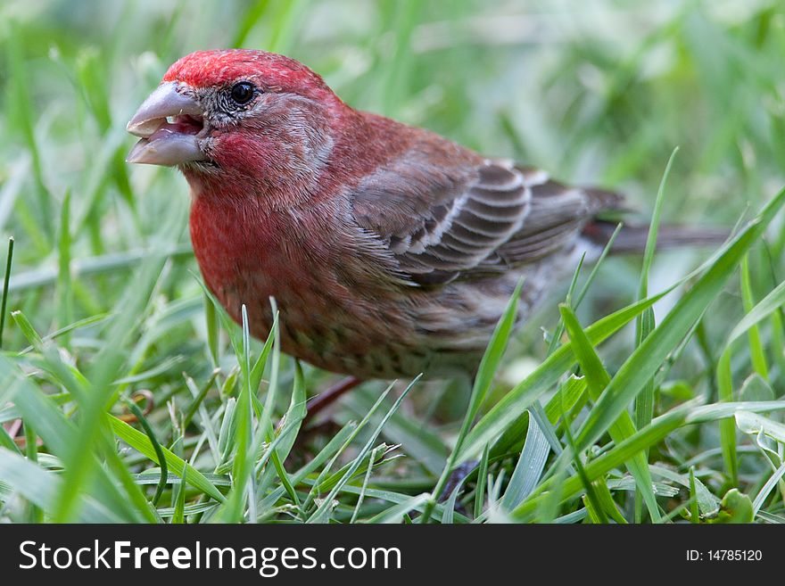 Red male house finch with a seed in his mouth