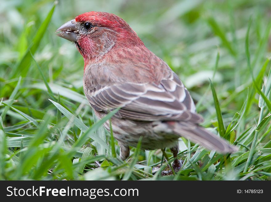 Red male house finch with a seed in his beak