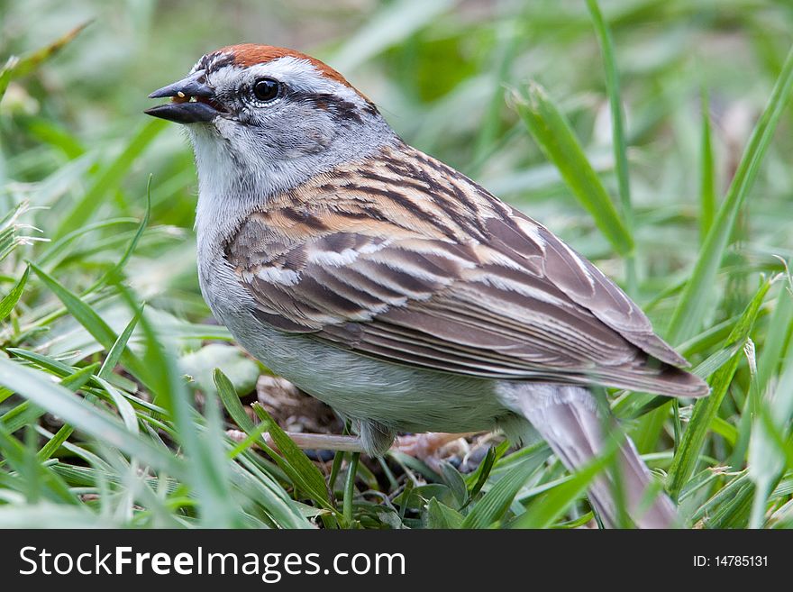 A beautiful healthy male house sparrow resting in the grass